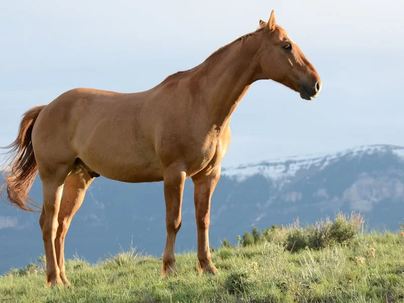 Cheval