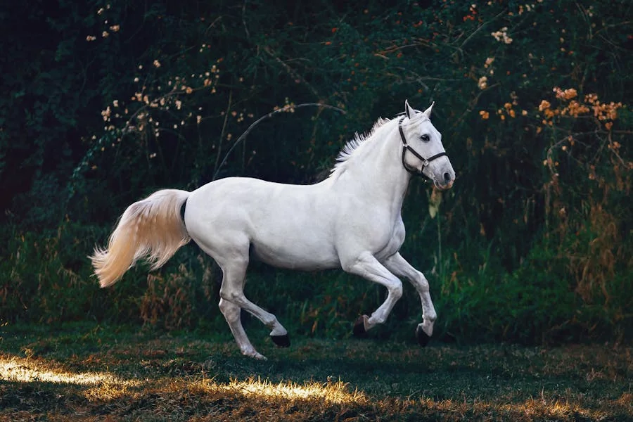 Thérapie cheval